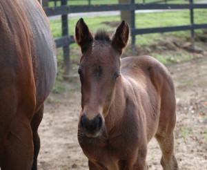 Bay filly out of Pretty Poison, DOB 1-9-15