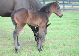 Brown filly out of Silent Screen Star, DOB 1-18-15