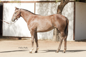 2015 filly by Maclean's Music